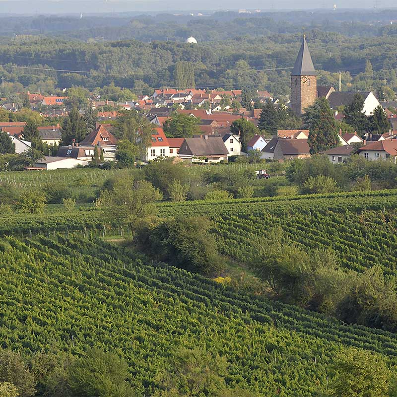 Von Reben umgeben - Neustadt / Weinstr. und seine Weindörfer